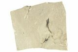 Detailed Fossil Feather - Green River Formation, Utah #242707-1